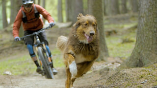 Paws & Wheels - Trail Dog Lovers Will Adore This