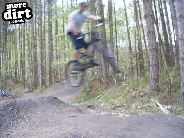 Downhill Trails - Forest of Dean