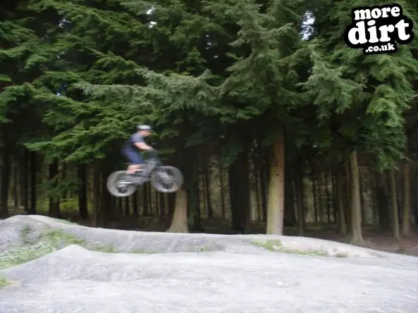 Downhill Trails - Forest of Dean