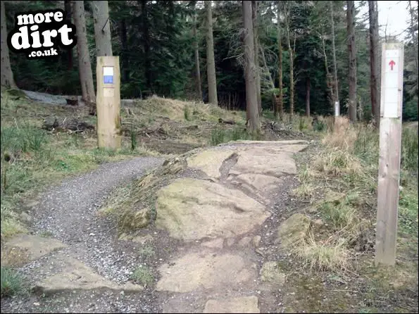 Hamsterley Forest Mountain Bike Trails