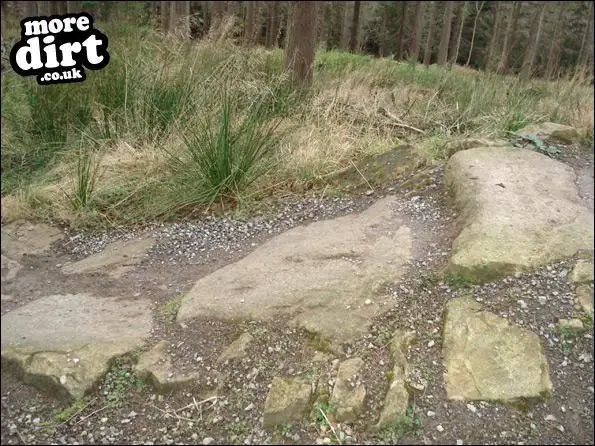 Hamsterley Forest Mountain Bike Trails