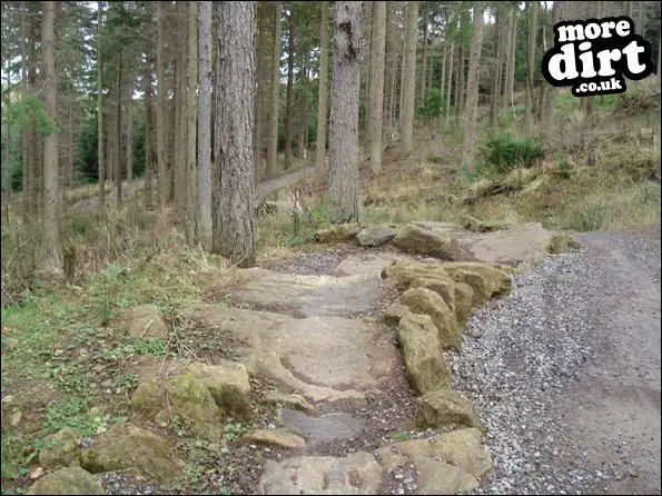 Hamsterley Forest Mountain Bike Trails