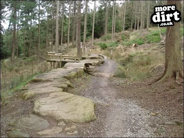 Hamsterley Forest Mountain Bike Trails