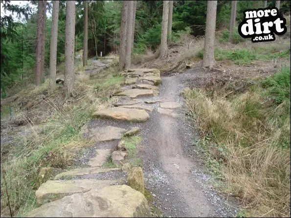 hamsterley forest bike park