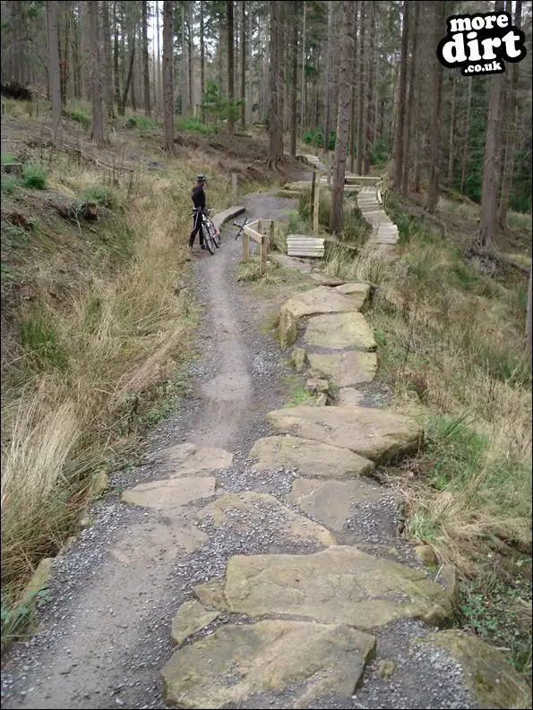 Hamsterley Forest Mountain Bike Trails