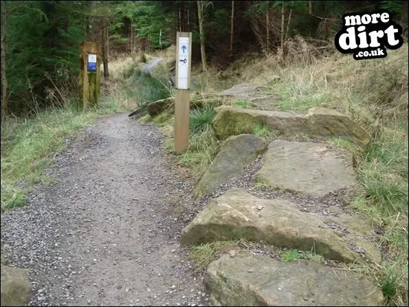 The Loop Trail - Hamsterley Forest