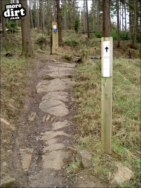 The Loop Trail - Hamsterley Forest