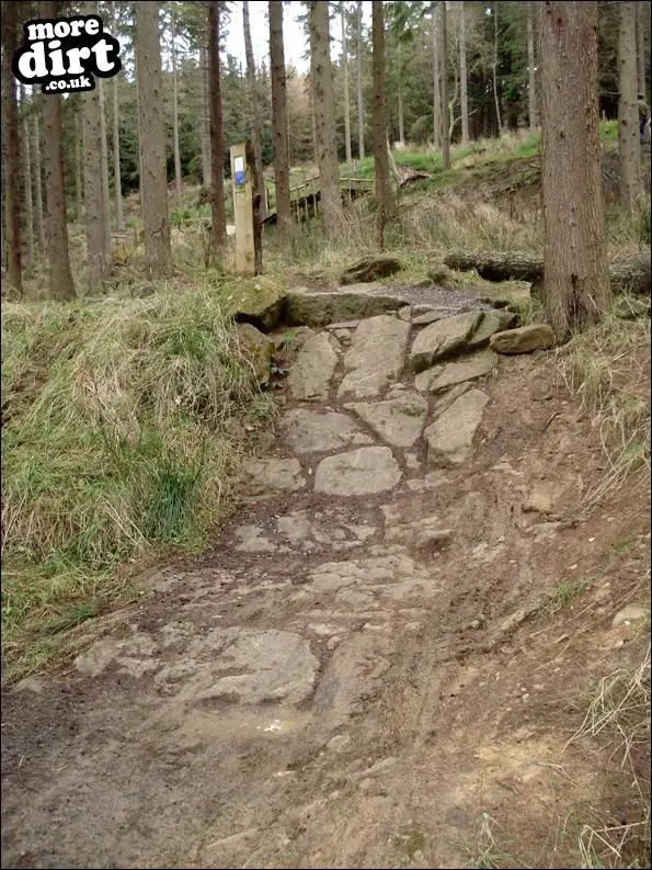 Hamsterley Forest Mountain Bike Trails