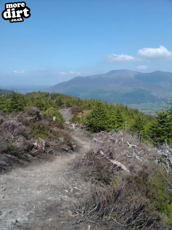 Altura Trail - Whinlatter Forest