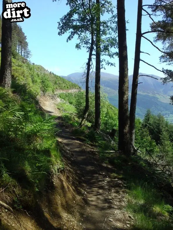 Altura Trail - Whinlatter Forest