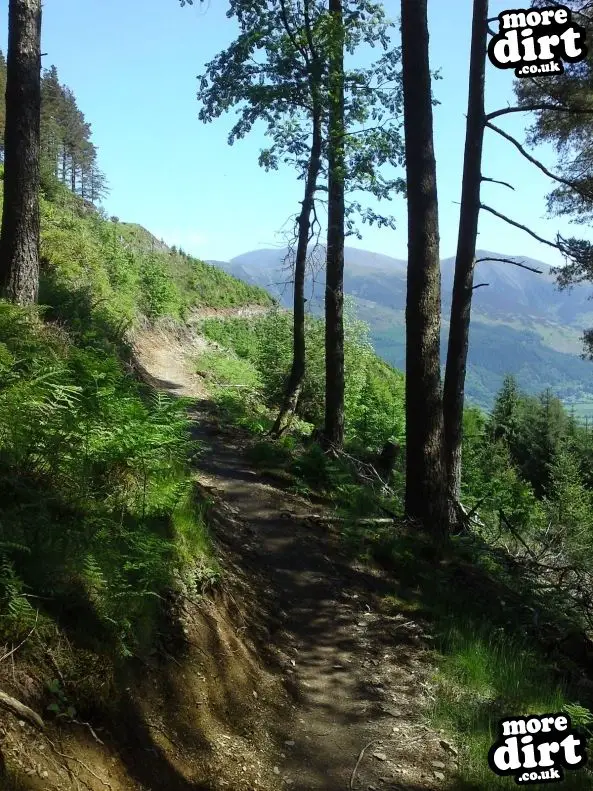 Altura Trail - Whinlatter Forest