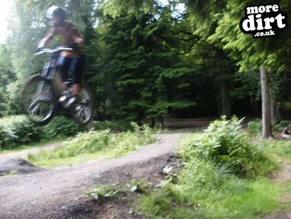 Downhill Trails - Forest of Dean