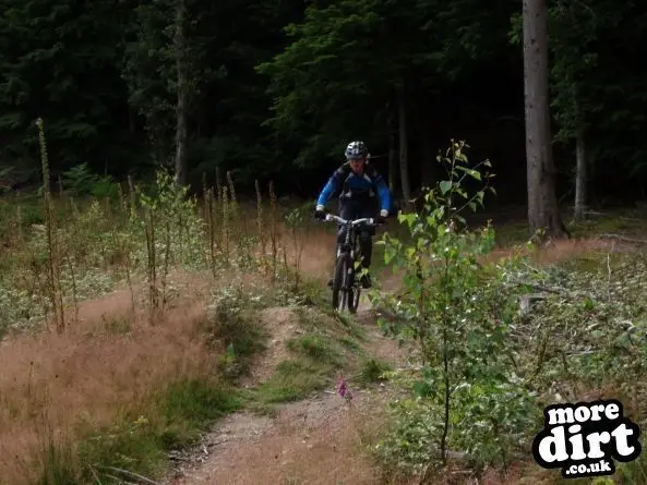 Downhill Trails - Forest of Dean