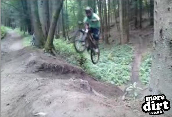 Downhill Trails - Forest of Dean