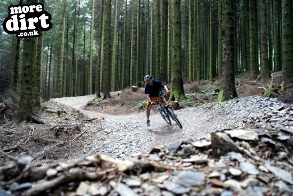 Altura Trail - Whinlatter Forest