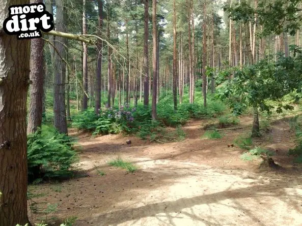 Swinley Forest Mountain Bike Centre