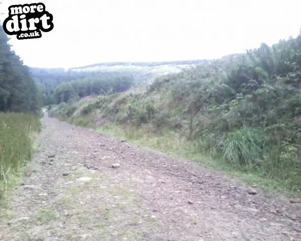 Penhydd Trail -  Afan Forest