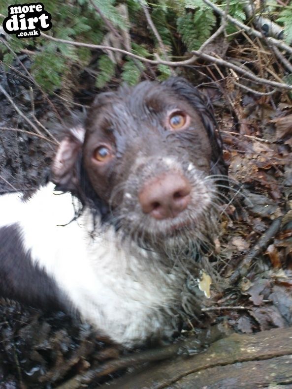 Follow the Dog Trail - Cannock Chase