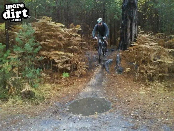 Swinley Forest Mountain Bike Centre