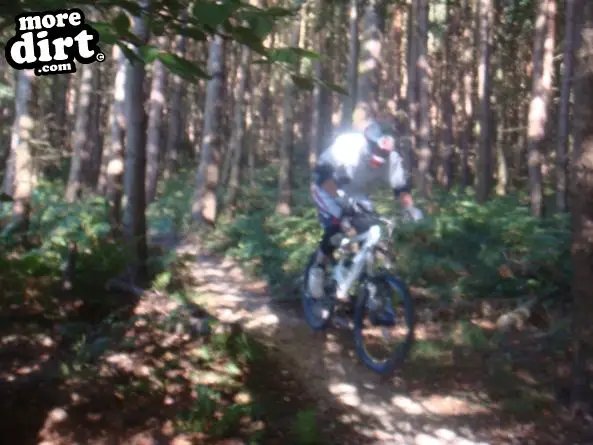 Descent Line Trail - Stainburn Forest