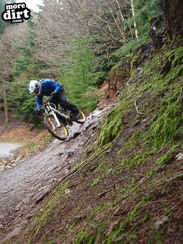 Downhill Trails - Forest of Dean