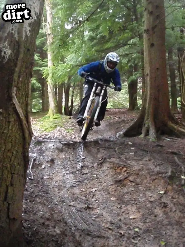 Downhill Trails - Forest of Dean