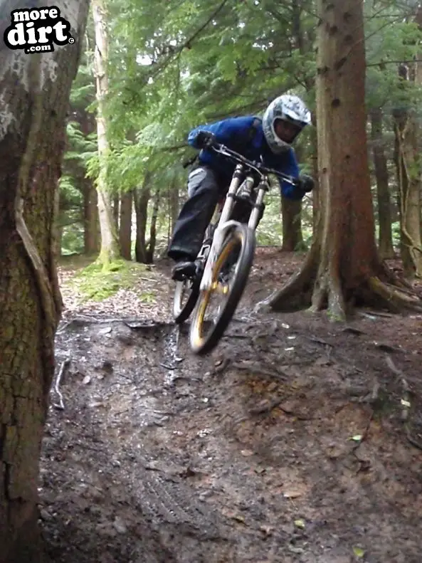 Downhill Trails - Forest of Dean