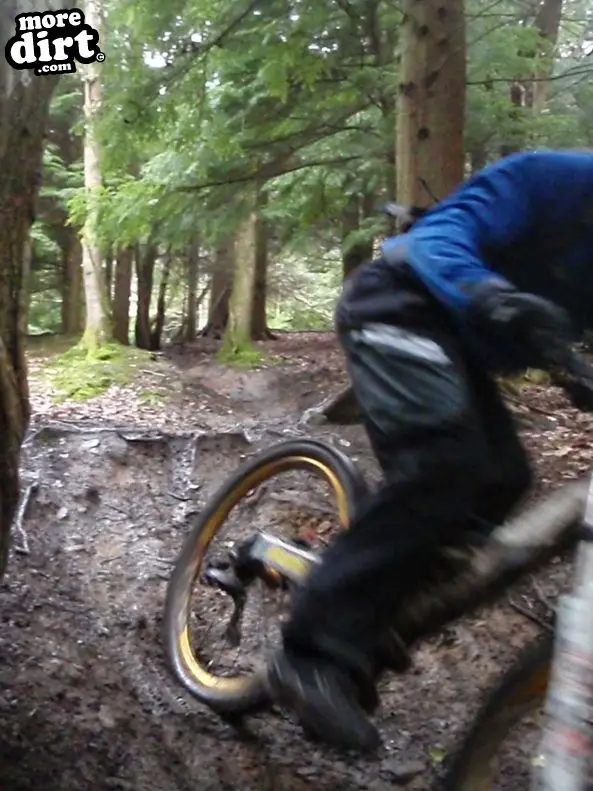 Downhill Trails - Forest of Dean