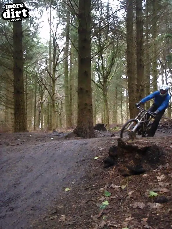 Downhill Trails - Forest of Dean