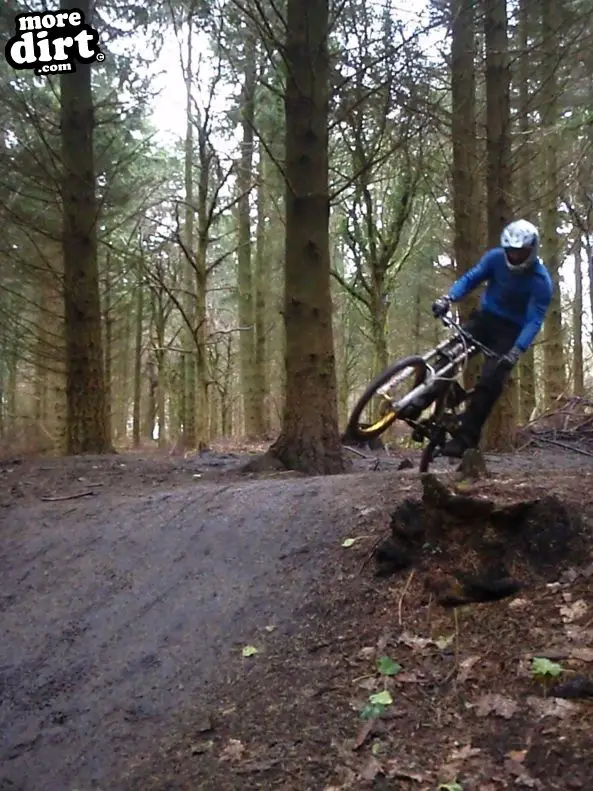 Downhill Trails - Forest of Dean