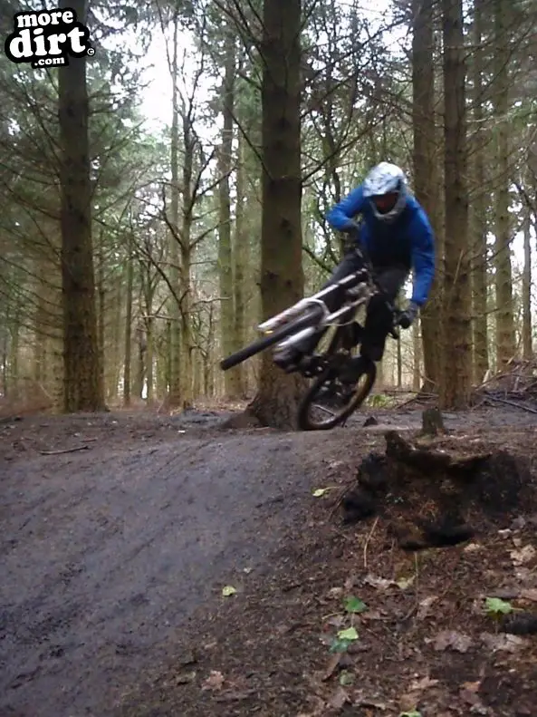 Downhill Trails - Forest of Dean