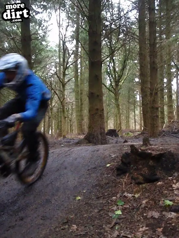 forest of dean bike trails