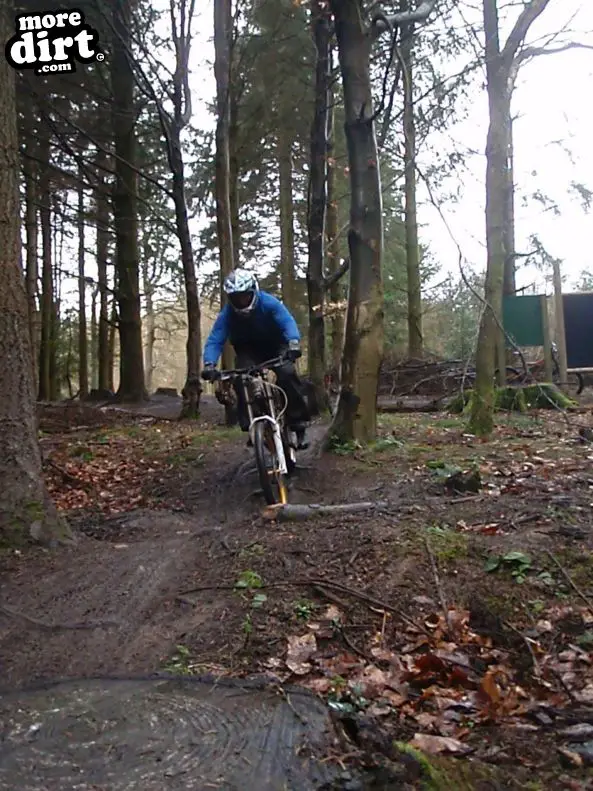 Downhill Trails - Forest of Dean