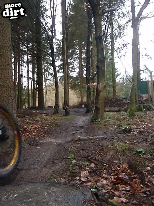 mtb trails forest of dean