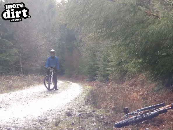 Downhill Trails - Forest of Dean