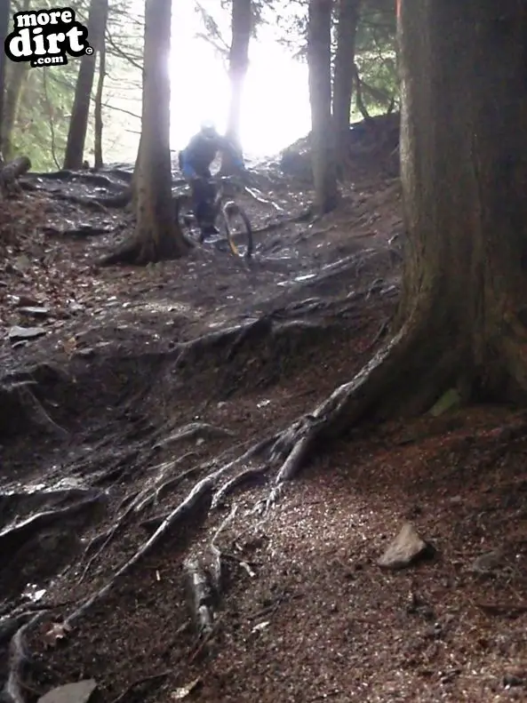 Downhill Trails - Forest of Dean