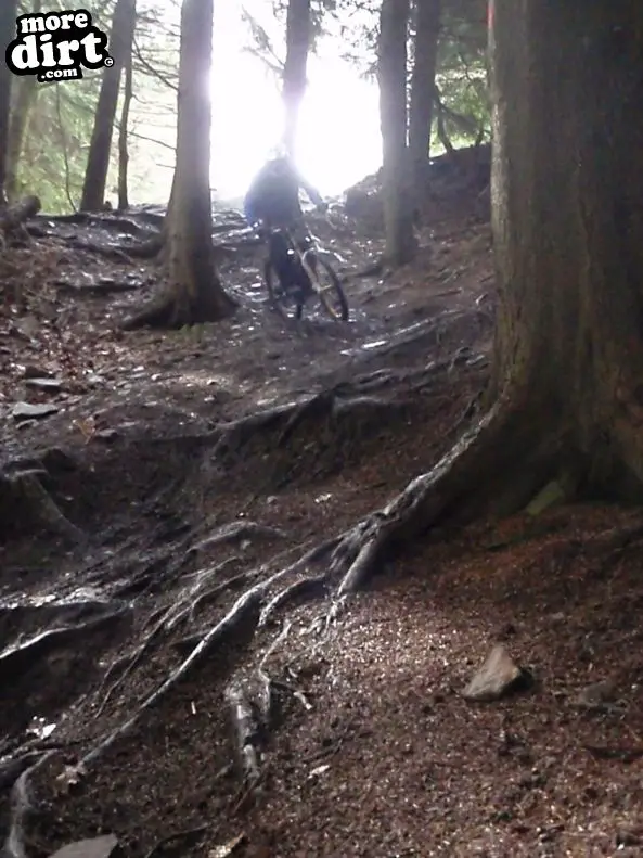 Downhill Trails - Forest of Dean