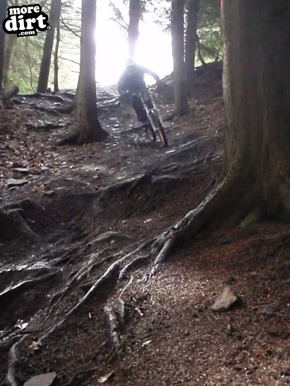 Downhill Trails - Forest of Dean