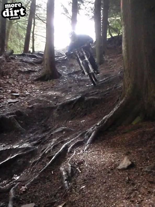 Downhill Trails - Forest of Dean