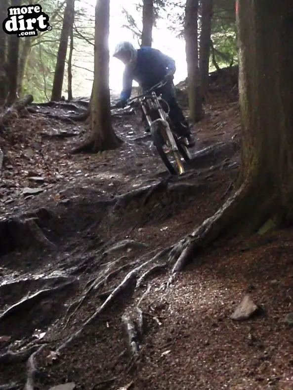 Downhill Trails - Forest of Dean