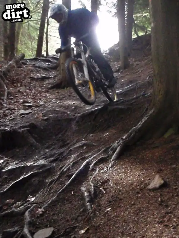 Downhill Trails - Forest of Dean