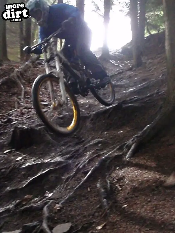 Downhill Trails - Forest of Dean