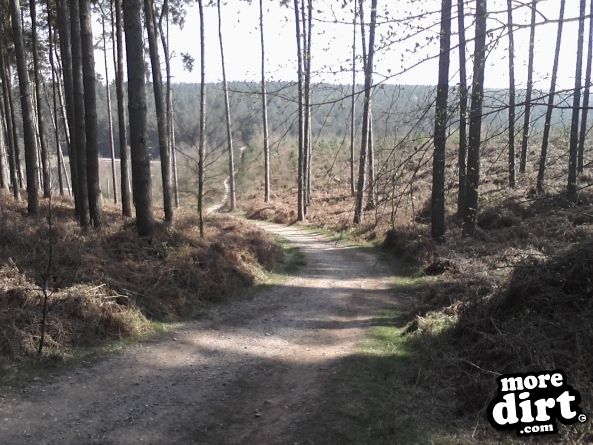 Follow the Dog Trail - Cannock Chase