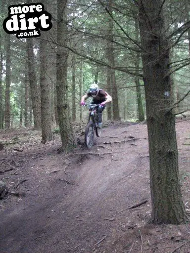 Downhill Trails - Forest of Dean