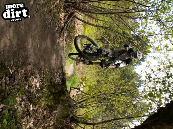 Wharncliffe Woods - DH Trails