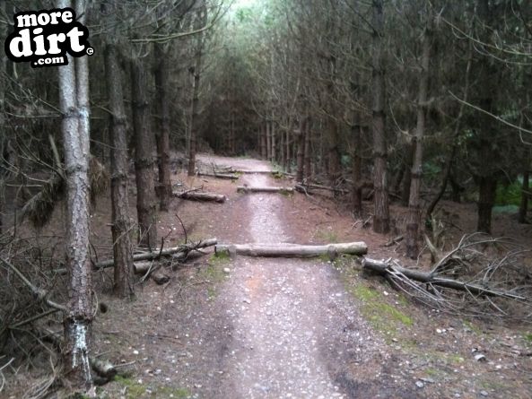 Follow the Dog Trail - Cannock Chase