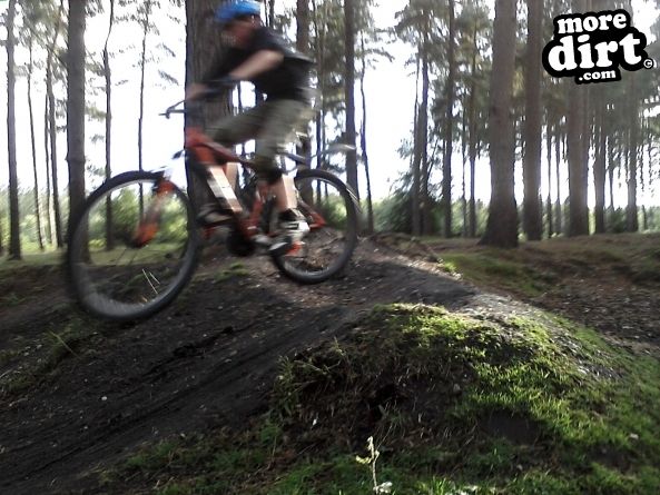 Follow the Dog Trail - Cannock Chase