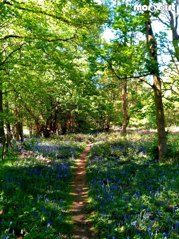 Scar Tree Mountain Bike Trail - Wakerley Great Wood