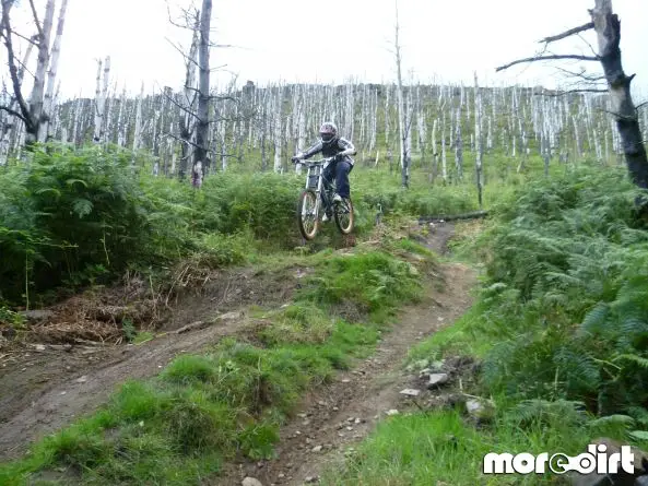 Mountain Ash DH Trail