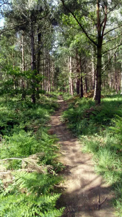 Scar Tree Mountain Bike Trail - Wakerley Great Wood